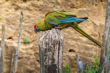 亚马逊品种的鹦鹉图片