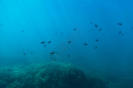 海底黑鱼和阳光照射群海洋生物图片