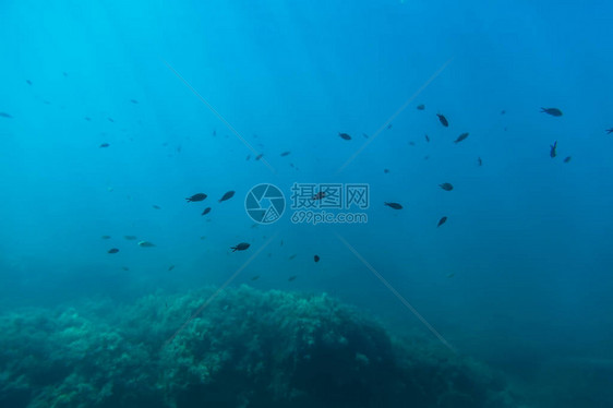 海底黑鱼和阳光照射群海洋生物图片