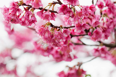 DoiAngKhang的粉红色樱花泰国清迈受欢迎的图片