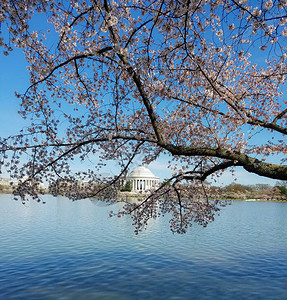 在美国华盛顿特区樱桃花节期间图片
