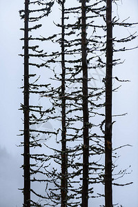 树干和旅游小径在雨中的森林图片