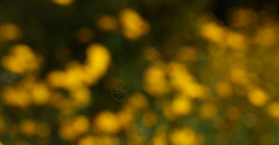 黄色花朵时模图片