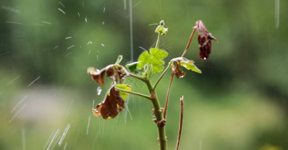 在绿色和清晨的阳光环境中雨水滴在雨水下生长的图片