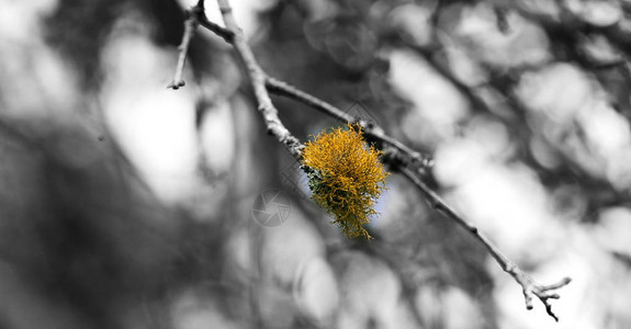 特写春天的花朵自然背景图片