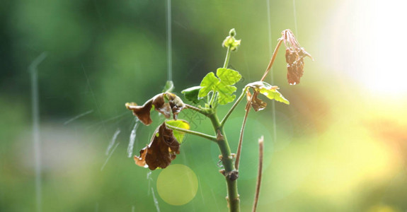 种植物雨水在绿色和早图片