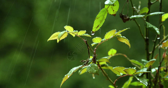 绿叶上的雨滴水图片