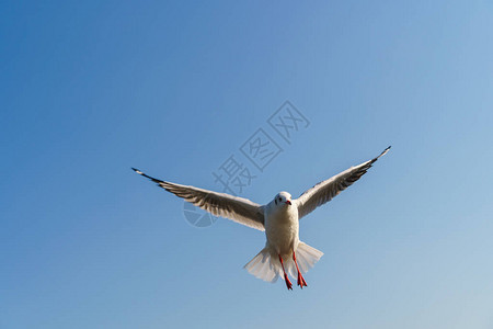 海鸥在蓝天上飞翔图片