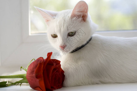 一只美丽的白猫坐在窗户上在她面前图片