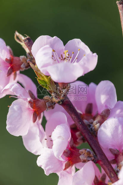 开花桃树细节图片