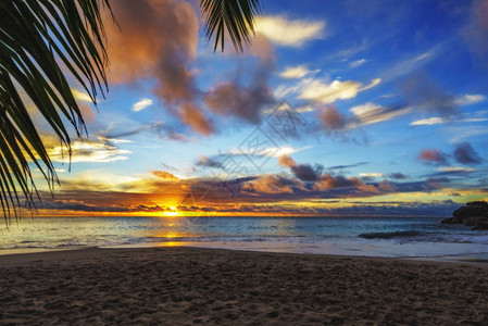 仰望着棕榈叶在天堂沙滩上闪耀的美丽浪漫光亮的日落亚特兰斯高尔格特普拉斯图片