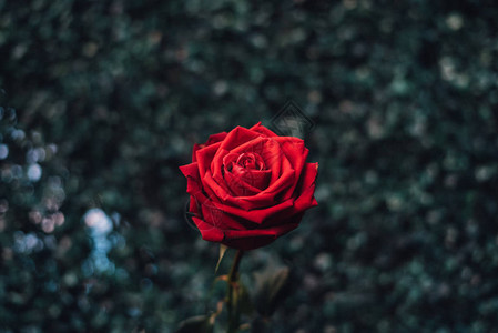 红色玫瑰花自然美丽的花朵来自绿色自然背景的花园图片