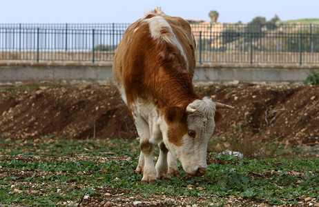 牛和公牛被驯养牛在人命中图片