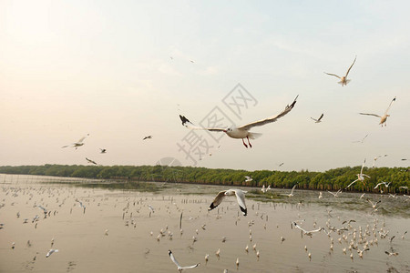 泰国邦普的海鸥飞翔和日落图片