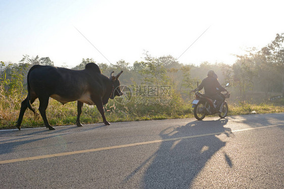 在泰国乡村公路上骑自行车的图片
