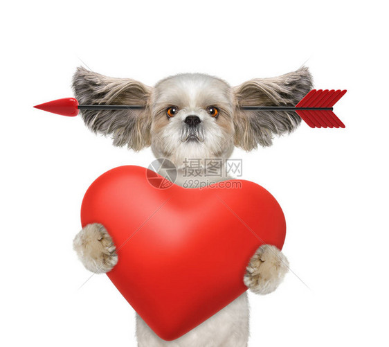可爱的shitzu狗在情人节坠入爱河在白图片