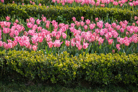 粉色郁金香花图片