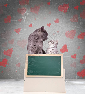 相爱的猫儿们互相看着对方同时在灰色背景上用心脏符号显示图片