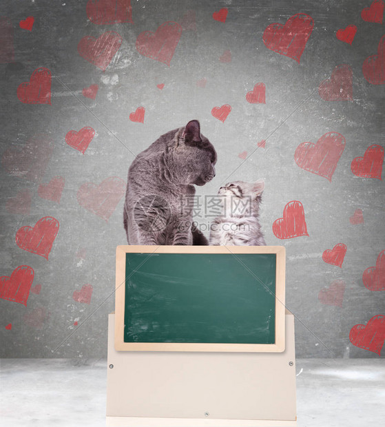 相爱的猫儿们互相看着对方同时在灰色背景上用心脏符号显示图片