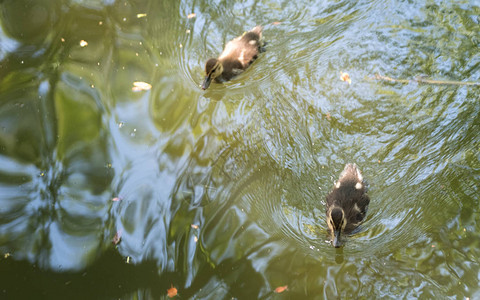 小鸭子在池塘里游泳图片
