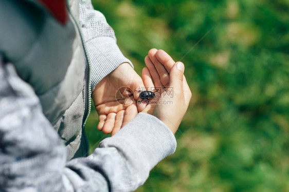 男孩将捕获的甲虫握在手掌中图片