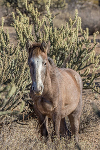 亚利桑那沙漠中的一匹野马图片