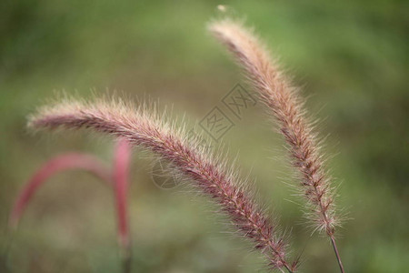 早晨的芒花田背景图片