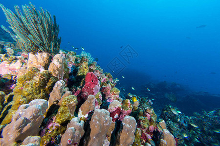 珊瑚礁有硬珊瑚鱼类和阳光明媚的天空通图片