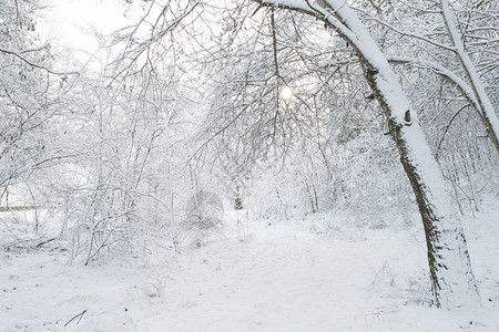 冬季景观降雪在森林里图片