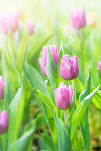 美丽的粉红色郁金香花在花园中有图片