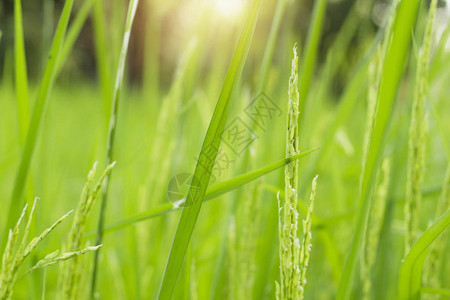 稻田与自然的新鲜图片