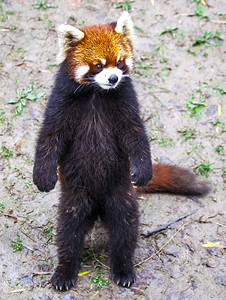 大熊猫,小熊猫小熊猫小熊猫用后腿站立小熊猫特写背景