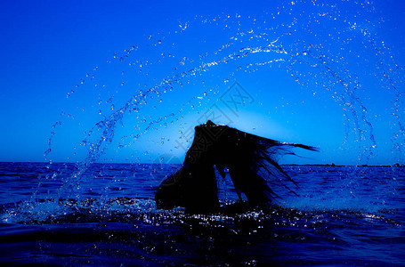 美人鱼从海中浮出水面她的头发与水形成银色的风扇图片