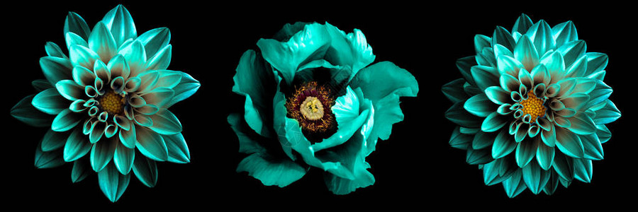 3种超现实异国高品质的绿花团图片