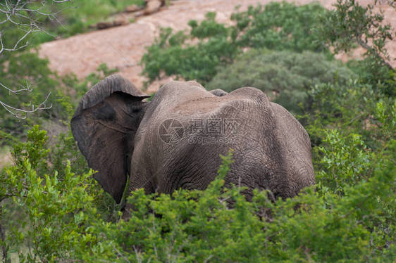 Kruger公园南图片