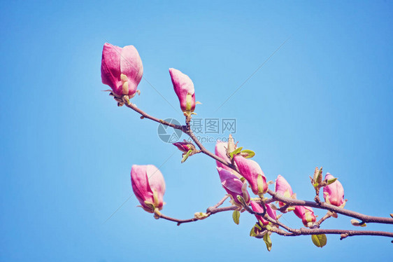 植物园紫玉兰芽宏观图片