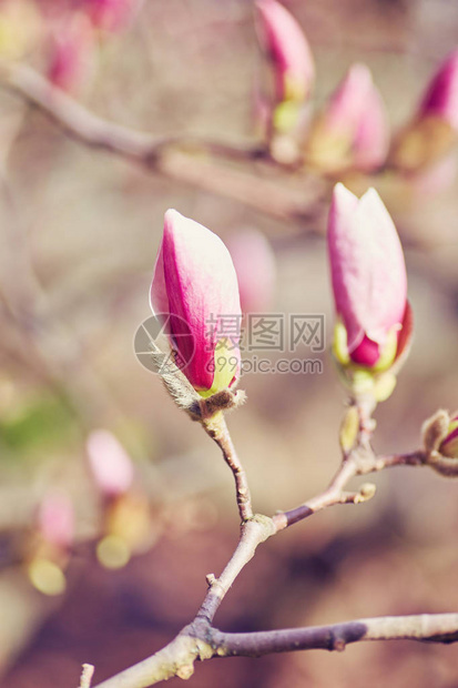 植物园紫玉兰芽宏观图片