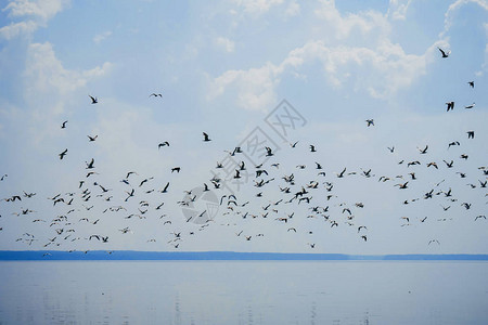 天空中飞过水面的海鸥群图片