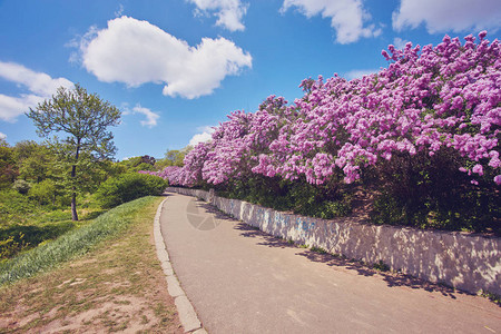 公园里沿着开花的丁香树的小路图片