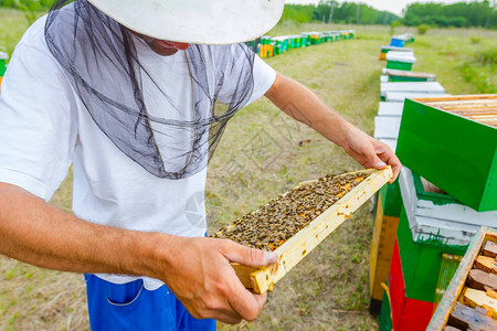 养蜂人拿着木制框架和蜜蜂来控制蜜蜂图片