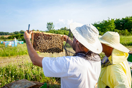 养蜂人拿着木制框架和蜜蜂来控制蜜蜂图片