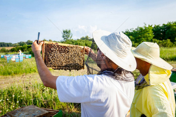 养蜂人拿着木制框架和蜜蜂来控制蜜蜂图片