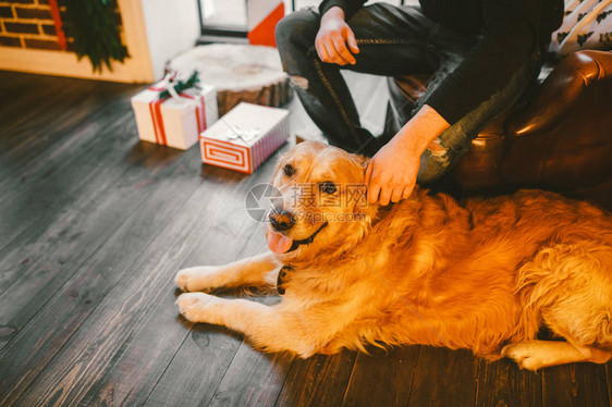 拉布多犬的主人脚边躺着一只雄男人抚摸狗的手在房子的内部图片