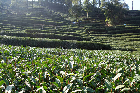 杭州美丽的新鲜绿色龙井茶园背景图片