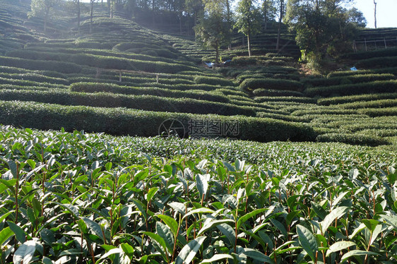 杭州美丽的新鲜绿色龙井茶园图片