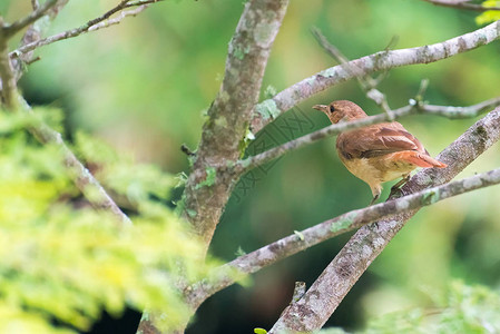 棕色红褐色hornero棕色鸟栖息在树枝上图片