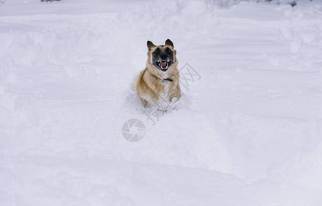 在雪山的德国牧羊犬狗图片