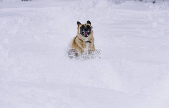 在雪山的德国牧羊犬狗图片