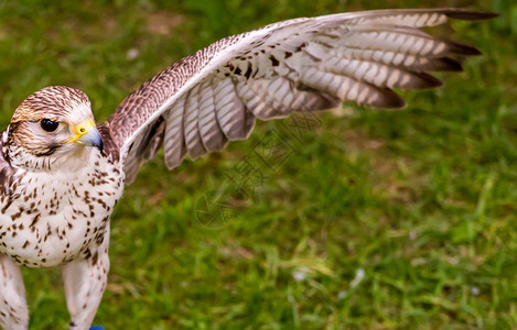 鹰 飞有直翼的鹰翅准备在草地背景下起飞背景