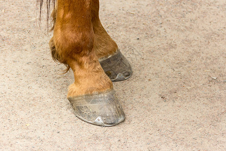 一只年轻的棕色马的脚蹄上的金属马背景图片
